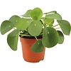 Pilea peperomioides - 5 cm pot
