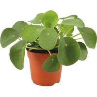 Pilea peperomioides - Terrariumplant 6 cm pot, circa 10 cm hoog