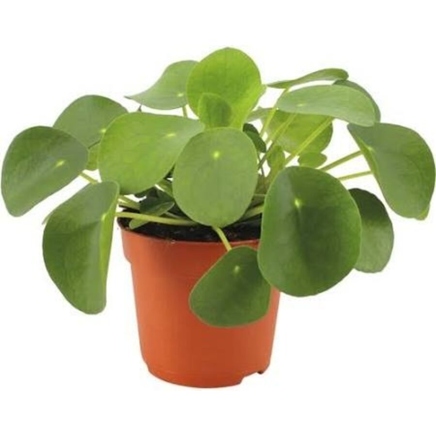 Pilea peperomioides - Terrariumplant 6 cm pot, circa 10 cm hoog