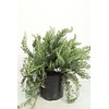 Rozemarijn prostratus – 14 cm pot – ca. 20 cm hoog