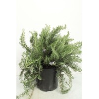 Rozemarijn prostratus – 14 cm pot – ca. 20 cm hoog