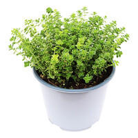 Thymus citriodorus ‘Aureum’ - Goudbonte citroentijm - Aromatische mediterrane kruidenplant - 14 cm pot - ca. 20 cm hoog
