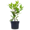 Laurus nobilis – Laurierplant– 11 cm pot – ca. 25 cm hoog