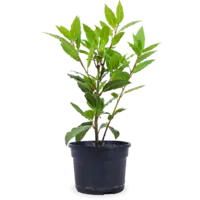 Laurus nobilis – Laurierplant – Aromatisch keukenkruid – 11 cm pot – ca. 25 cm hoog