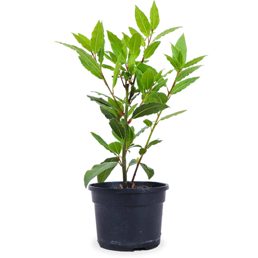 Laurus nobilis – Laurierplant – Aromatisch keukenkruid – 11 cm pot – ca. 25 cm hoog