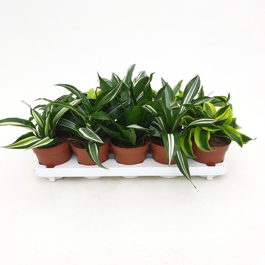 Dracaena gemengd - Terrariumplant 12 cm pot, circa 22 cm hoog - verkoop per stuk