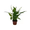 Spathiphyllum Chopin - 5 cm pot