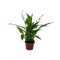 Spathiphyllum Chopin - Terrariumplant 5 cm pot, circa 25 cm hoog