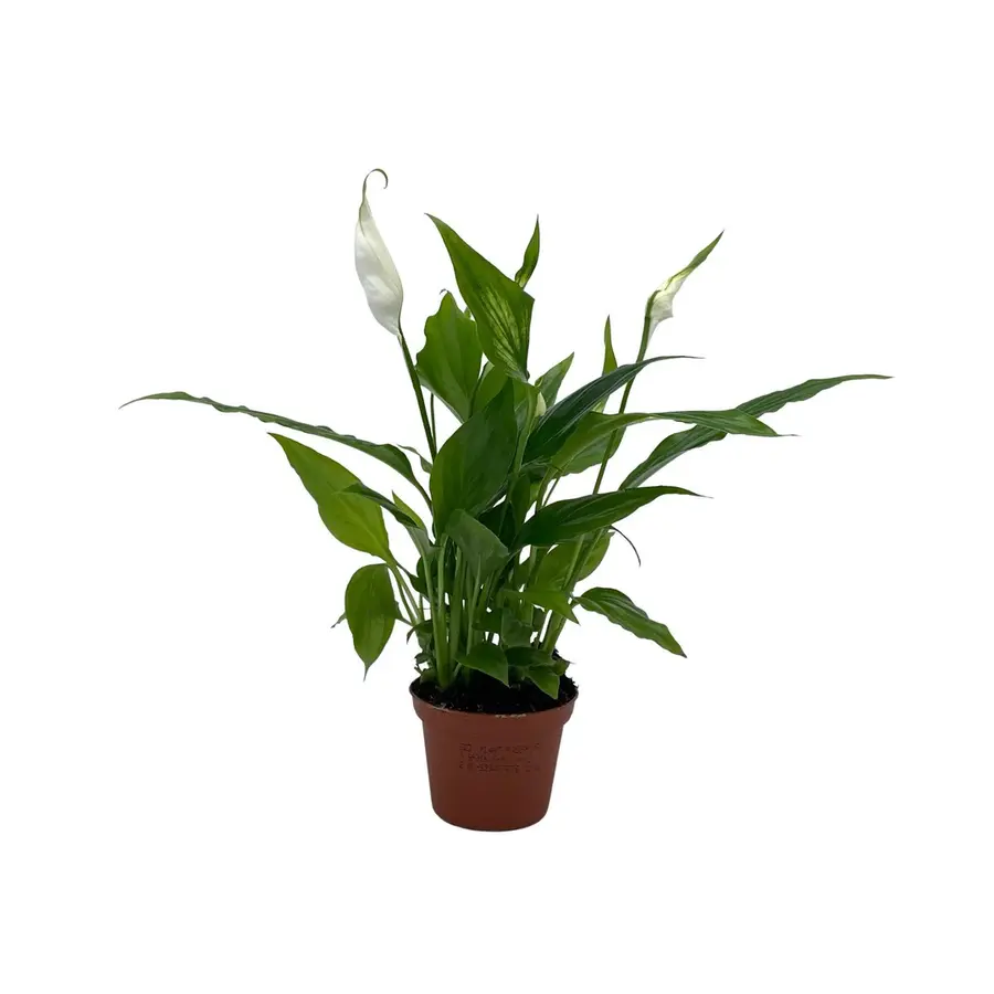 Spathiphyllum Chopin - Terrariumplant 5 cm pot, circa 25 cm hoog