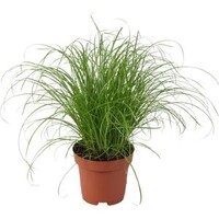 Cyperus alternifolius - Terrariumplant 12 cm pot, circa 30 cm hoog - Kattengras