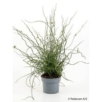 Juncus effusus Spiralis - Terrariumplant 12 cm pot, circa 30 cm hoog