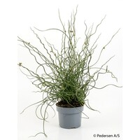 Juncus effusus Spiralis - Terrariumplant 17 cm pot, circa 30 cm hoog