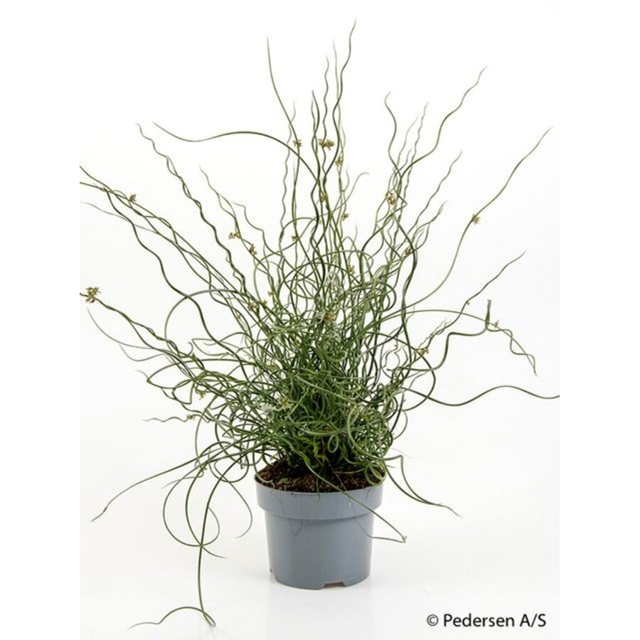 Juncus effusus Spiralis - Terrariumplant 17 cm pot, circa 30 cm hoog