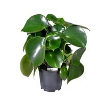 Peperomia polybotrya Raindrop - Terrariumplant 15 cm pot, circa 25 cm hoog