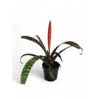 Vriesea splenriet - Terrariumplant 9 cm pot, circa 45 cm hoog