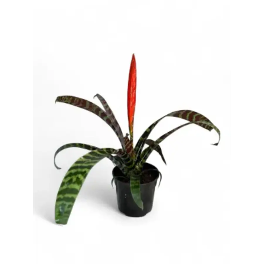 Vriesea splenriet - Terrariumplant 9 cm pot, circa 45 cm hoog