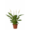 Spathiphyllum Chopin - 9 cm pot
