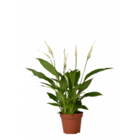 Spathiphyllum Chopin - Terrariumplant 9 cm pot, circa 30 cm hoog