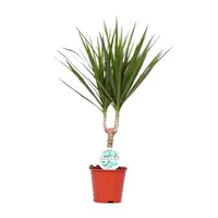 Dracaena marginata - Terrariumplant 14 cm pot, circa 50 cm hoog