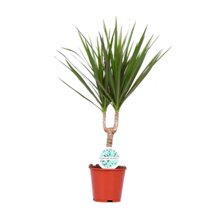 Dracaena marginata - Terrariumplant 14 cm pot, circa 50 cm hoog
