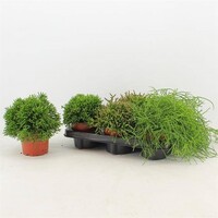 Rhipsalis gemengd - Terrariumplant 5 cm pot, circa 15 cm hoog