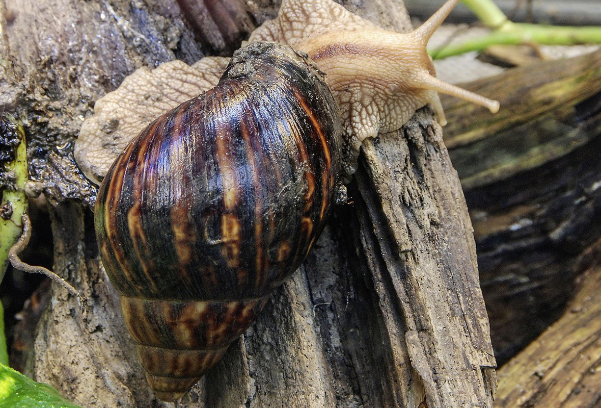 Agaatslak (Achatina fulica) verzorgen – compleet caresheet