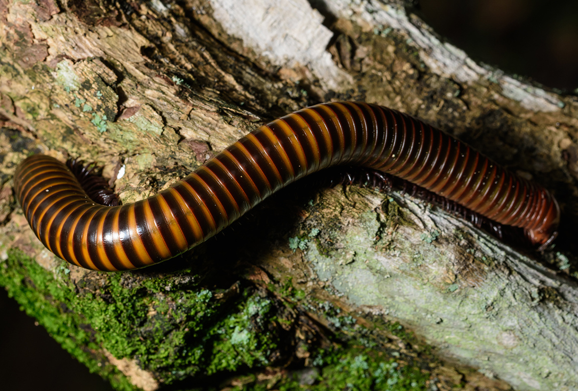 Afrikaanse reuzenmiljoenpoot (Archispirostreptus gigas) verzorgen – compleet caresheet