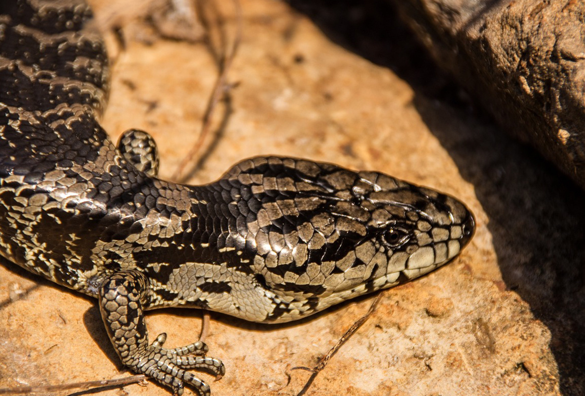 Blauwtong skink caresheet – complete verzorging