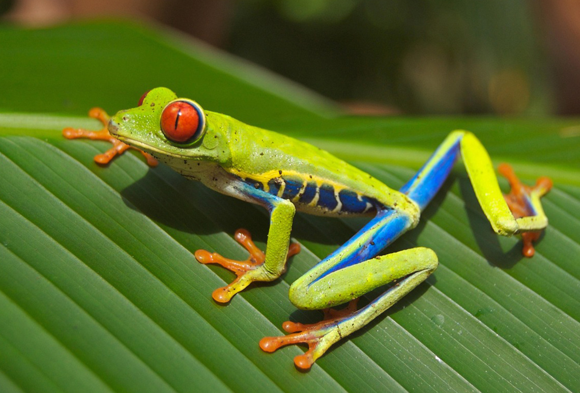 Roodoogmakikikker caresheet (Agalychnis callidryas)