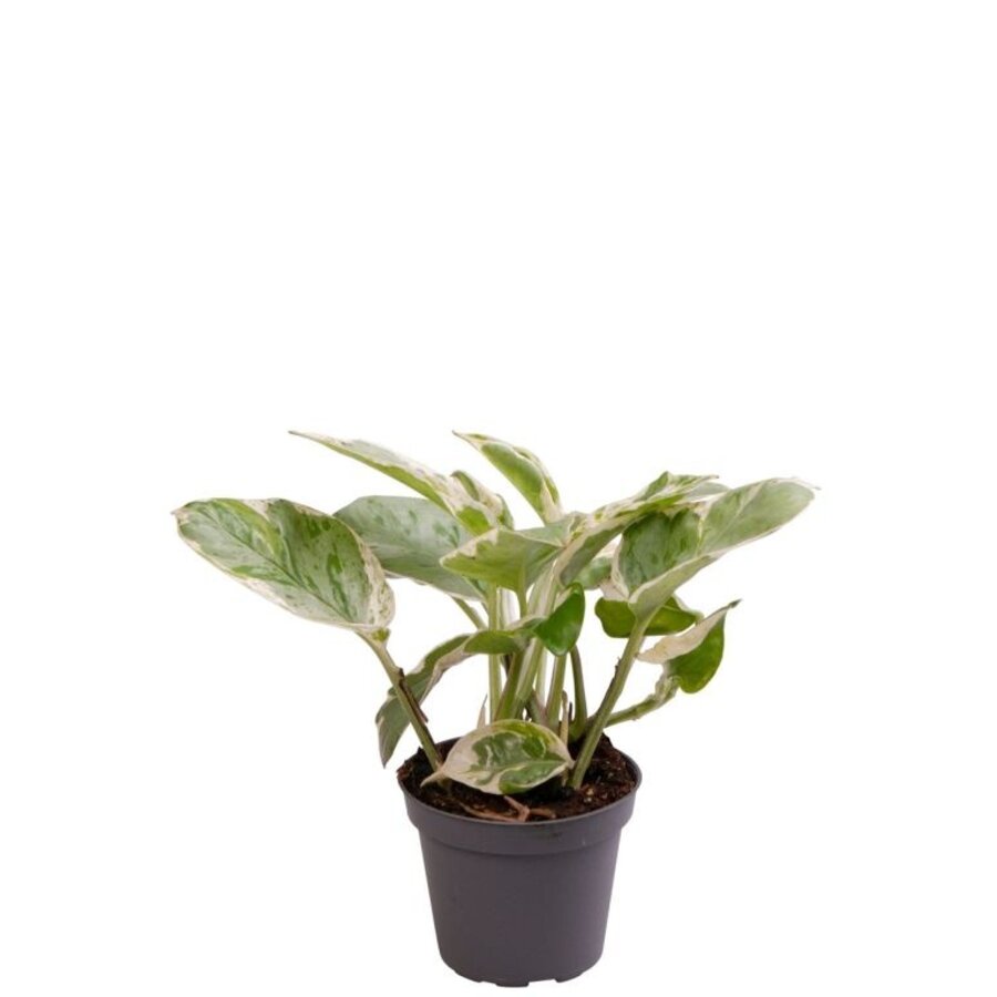 Epipremnum N'Joy terrariumplant in 12 cm pot ca. 15 cm hoog voor terrarium en woonkamer