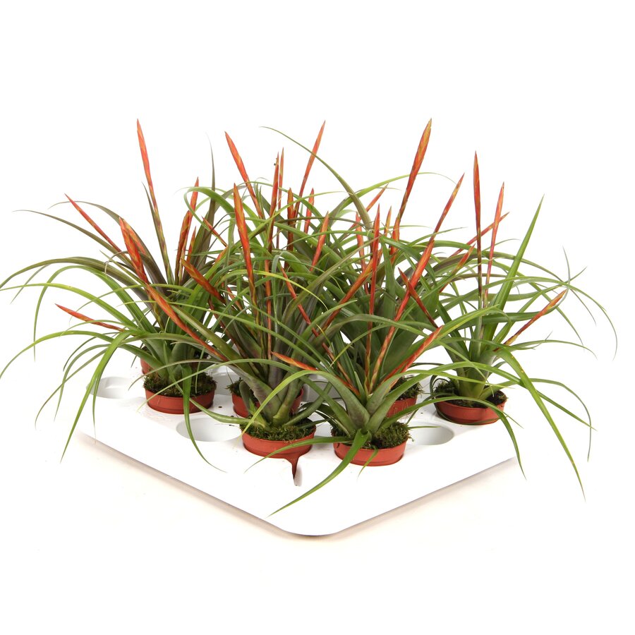 Smalbladige Vriesea bromelia met rode bloem in 5 cm pot ca. 25 cm hoog voor terrarium en woonkamer