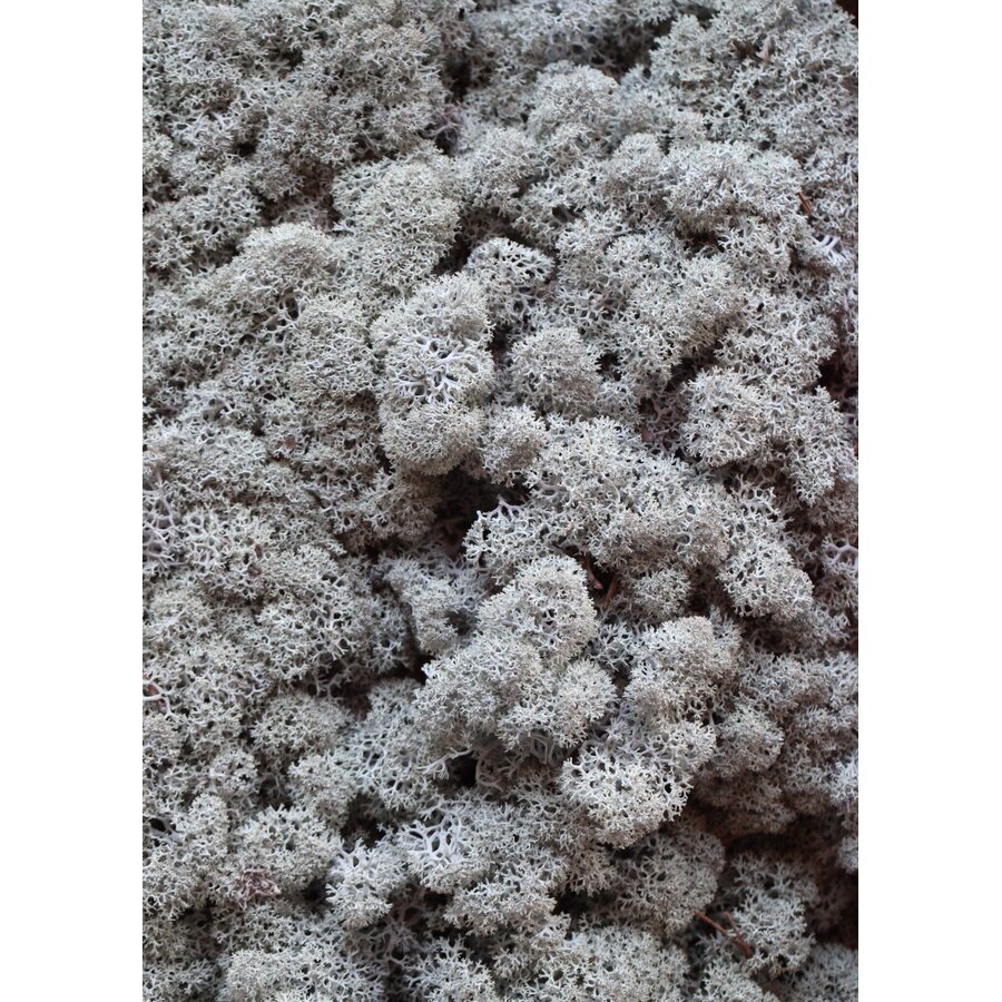 Levend rendiermos Cladonia rangiferina in 5 l krat voor terrarium, paludarium en mosdecoratie