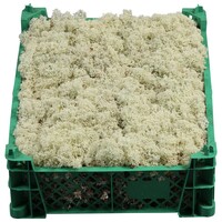 Levend IJslandmos Cetraria islandica in 5 l krat voor terrarium, paludarium en mosdecoratie