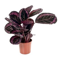 Calathea Rose Dotti terrariumplant in 7 cm pot | ca. 15 cm hoog bij leverin