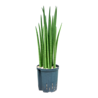 Sansevieria cylindrica | Terrarium en kamerplant | 12 cm pot | ca. 39 cm hoog bij levering