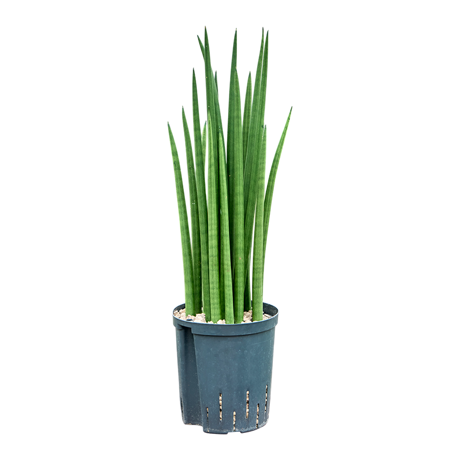 Sansevieria cylindrica | Terrarium en kamerplant | 12 cm pot | ca. 39 cm hoog bij levering