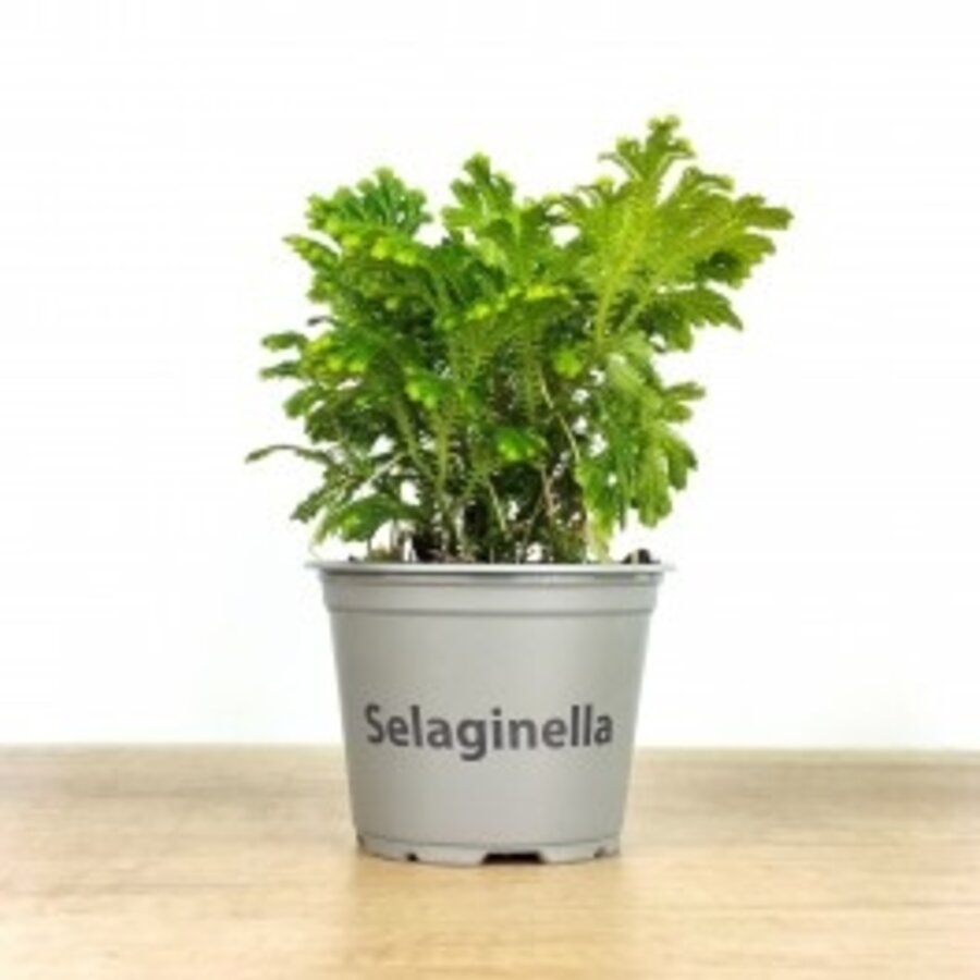 Selaginella martensii Jori | Terrariumplant in 9 cm pot | ca. 15 cm hoog bij levering