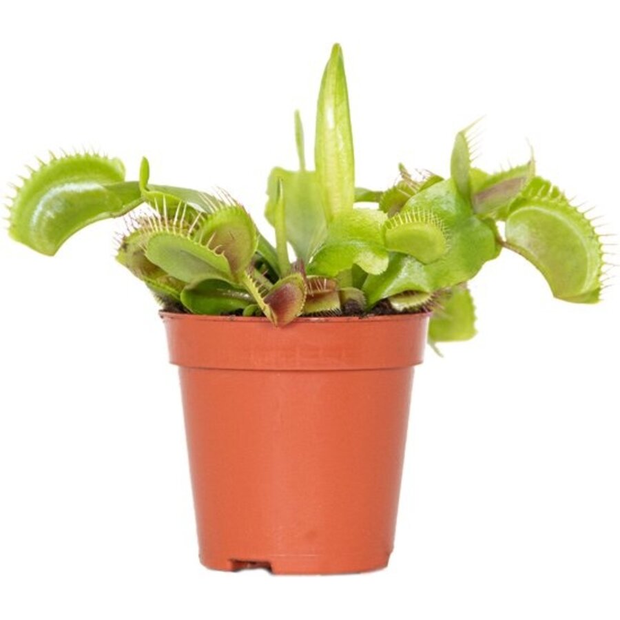 Dionaea muscipula | Venusvliegenval | terrariumplant | 5 cm pot | ca. 8 cm hoog