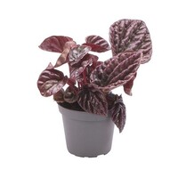 Peperomia Red Luna | terrariumplant en kamerplant | 9 cm pot | ca. 15 cm hoog