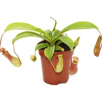 Nepenthes | vleesetende bekerplant | terrariumplant en kamerplant | 9 cm pot | ca. 15 cm hoog