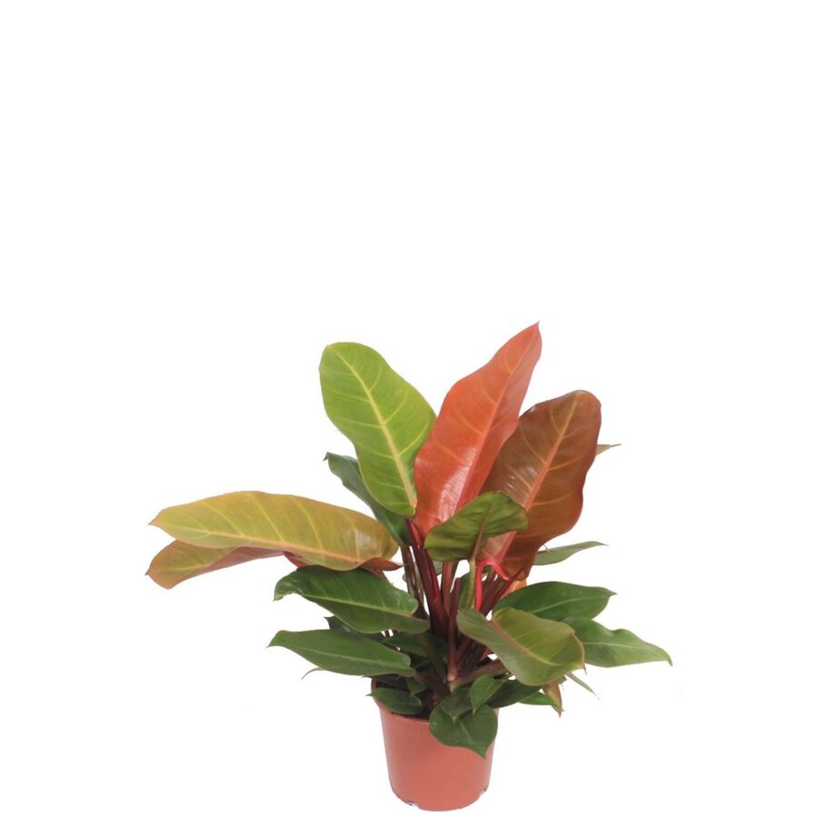 Philodendron Prince of Orange | terrariumplant en kamerplant | 12 cm pot | ca. 30 cm hoog