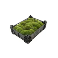 Bolmos (Kussentjesmos) | Natuurlijke bodembedekker voor tuin, terrarium of decoratie | Per krat 40x30 cm | 0,24 m²
