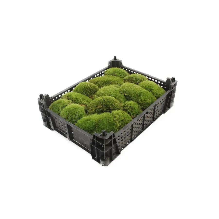 Bolmos (Kussentjesmos) | Natuurlijke bodembedekker voor tuin, terrarium of decoratie | Per krat 40x30 cm | 0,24 m²
