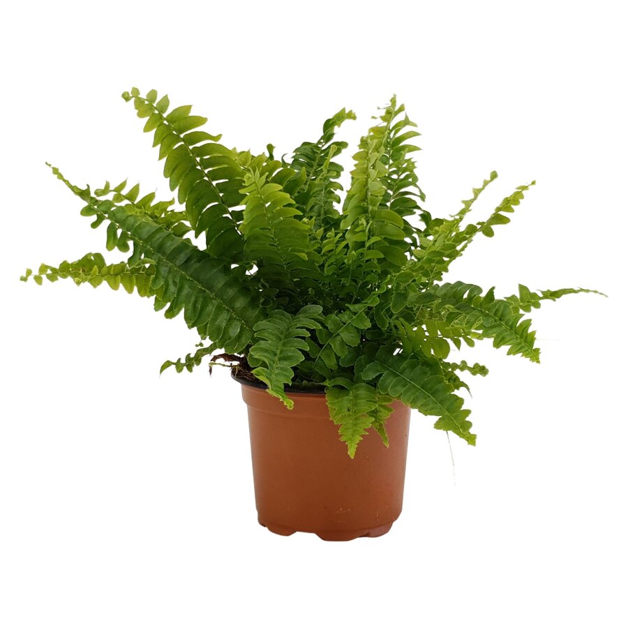 Nephrolepis exaltata | Bostonvaren voor terrarium en woonkamer | 9 cm pot | 15 cm hoog