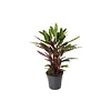 Calathea rufibarba | 7 cm pot | 16 cm hoog