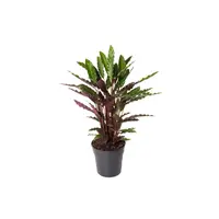 Calathea rufibarba | fluweelcalathea voor terrarium en woonkamer | 7 cm pot | 16 cm hoog