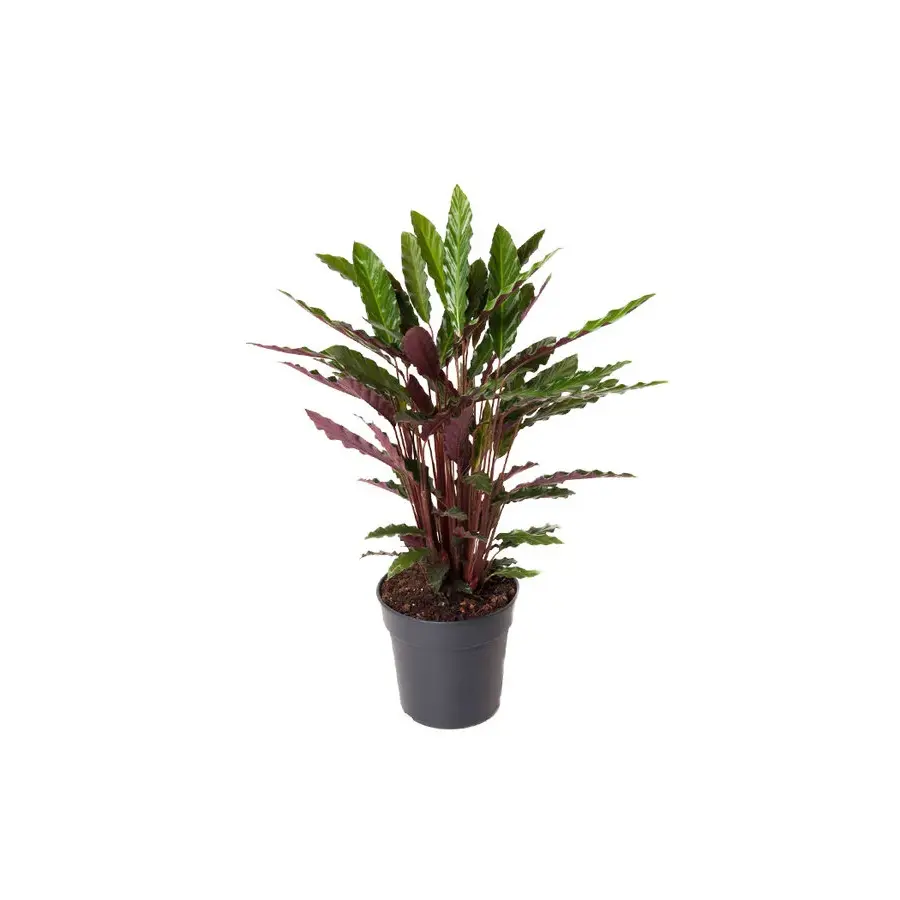 Calathea rufibarba | fluweelcalathea voor terrarium en woonkamer | 7 cm pot | 16 cm hoog