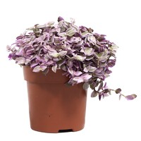 Callisia repens 'Rosato' | roze hangplant voor terrarium en woonkamer | 12 cm pot | 20 cm hoog