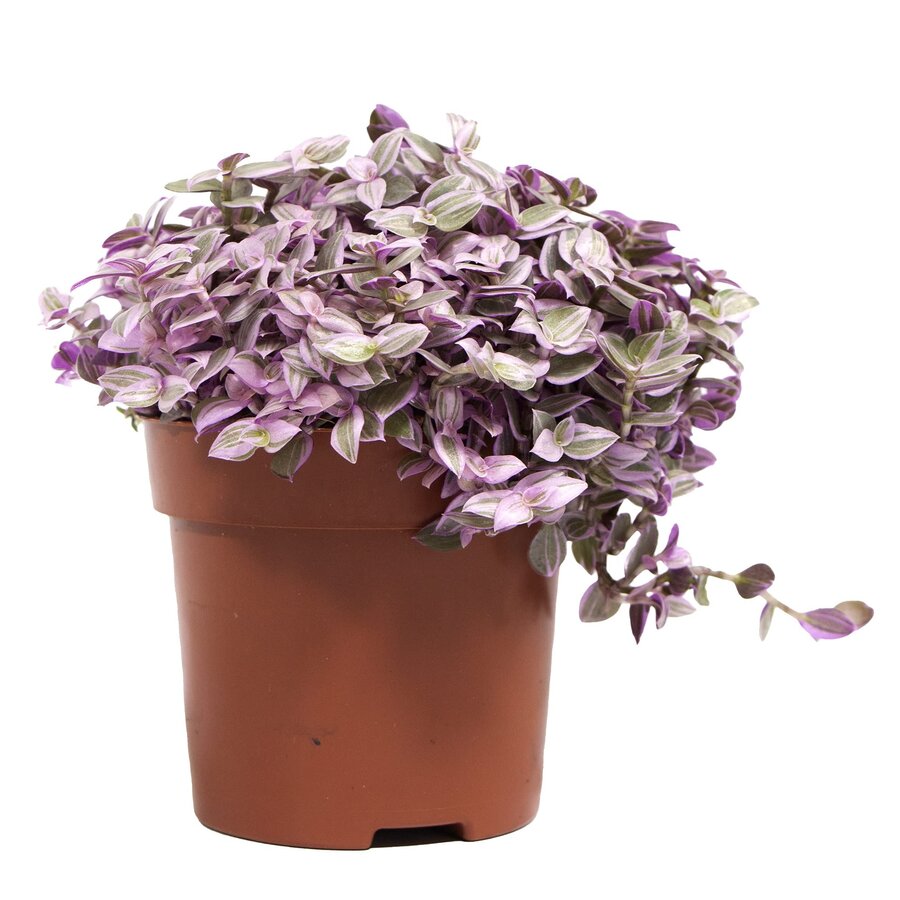 Callisia repens 'Rosato' | roze hangplant voor terrarium en woonkamer | 12 cm pot | 20 cm hoog