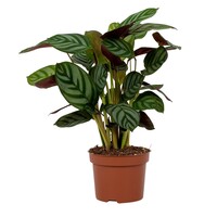 Ctenanthe setosa 'Green Flag' | tropische bladplant voor terrarium en woonkamer | 7 cm pot | 18 cm hoog